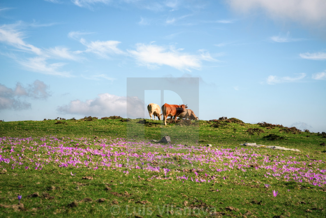 "Three cows grazing on a purple flowered meadow" by Luis Vilanova - $15.31 "Three cows grazing on a purple flowered meadow" stock image
