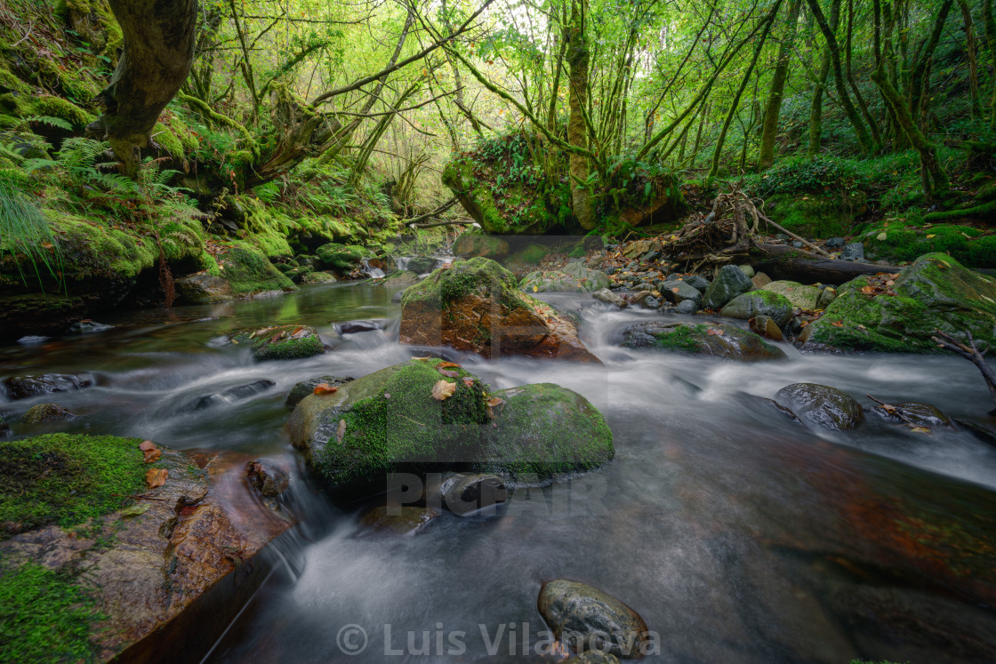 "A river flows between mossy rocks and century old oak trees" by Luis Vilanova - $15.31 "A river flows between mossy rocks and century old oak trees" stock image
