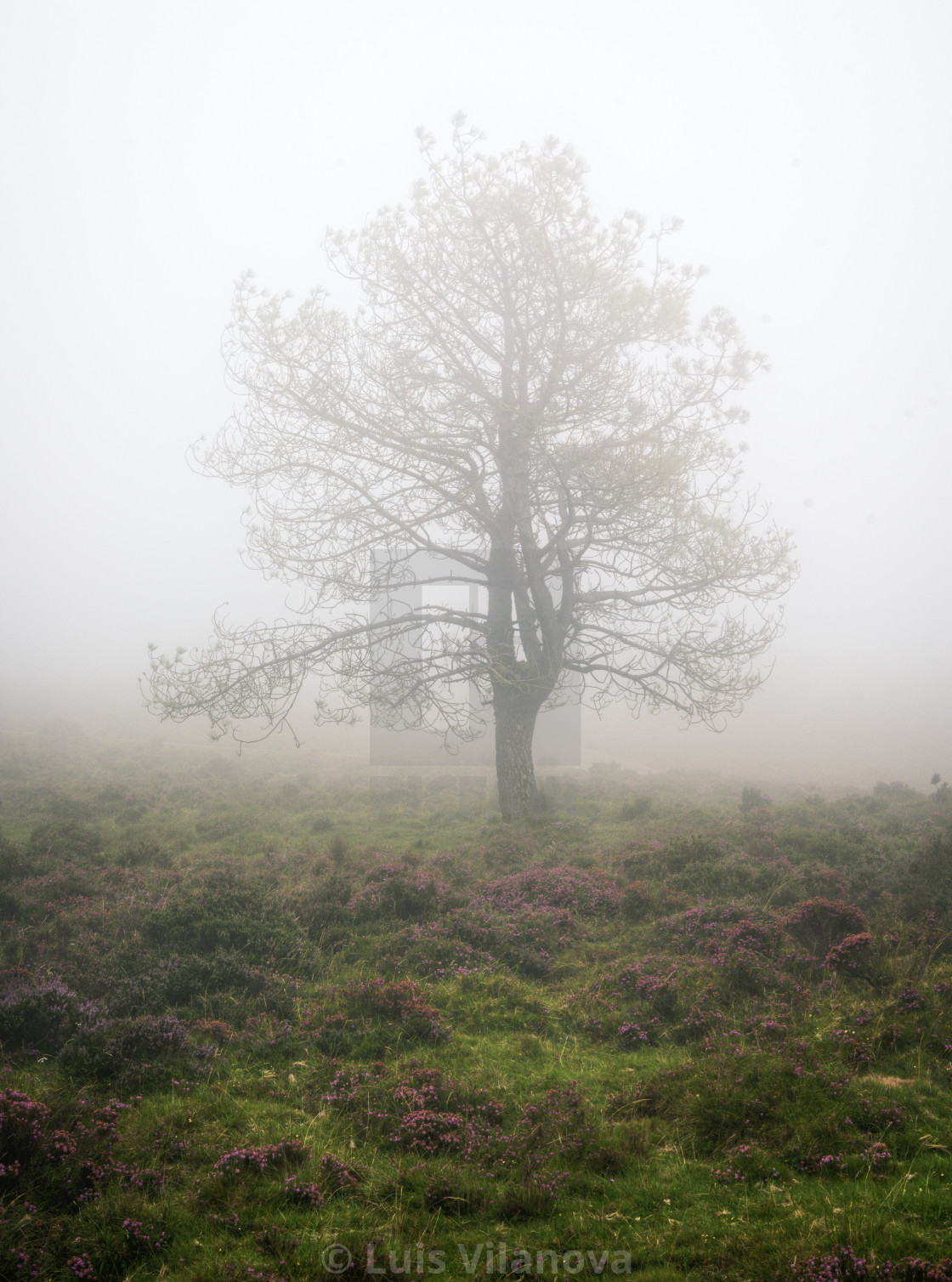 "A lonely pine among the mist in the hills of the Xistral Range" by Luis Vilanova - $15.31 "A lonely pine among the mist in the hills of the Xistral Range" stock image