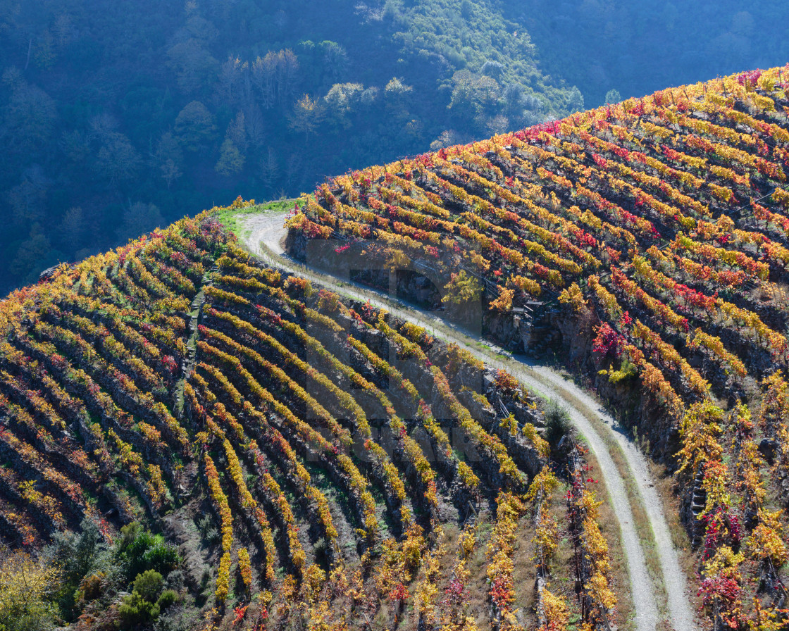 "A farm road cuts through the golden vineyards in autumn" by Luis Vilanova - $15.31 "A farm road cuts through the golden vineyards in autumn" stock image