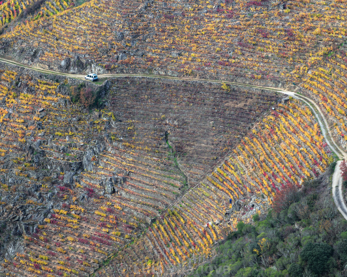 "A viticulturist works in the golden autumnal vineyards" by Luis Vilanova - $15.31 "A viticulturist works in the golden autumnal vineyards" stock image