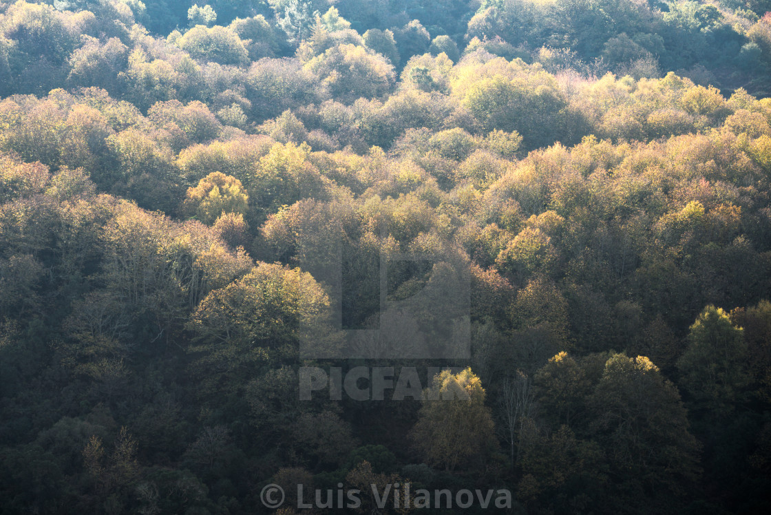 "Autumn lights on the golden canopies of a deciduous native fores" by Luis Vilanova - $15.31 "Autumn lights on the golden canopies of a deciduous native fores" stock image