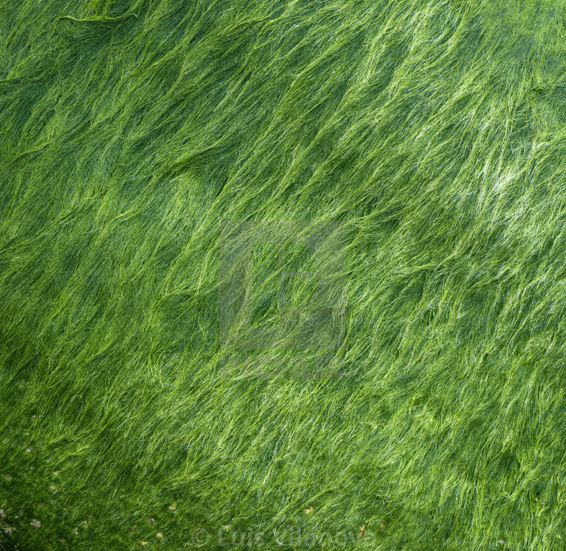 "Background formed by the undulating filamentous algae" by Luis Vilanova - $15.31 "Background formed by the undulating filamentous algae" stock image