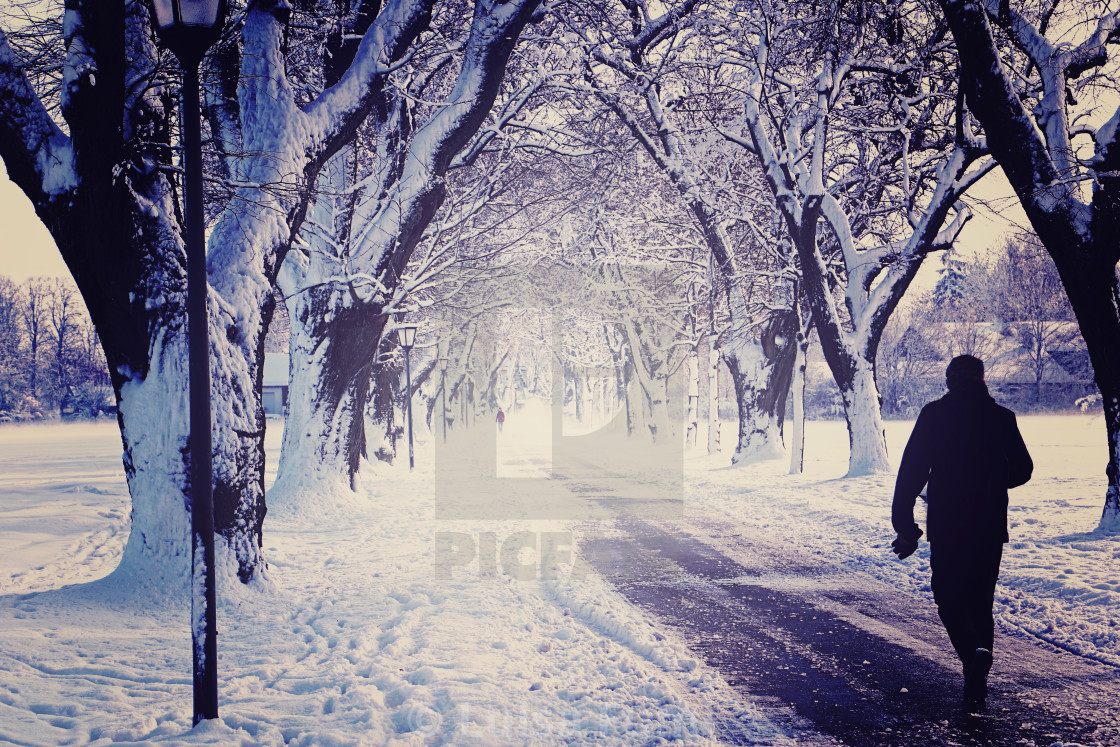 "winter alley in the snow flanked by trees" stock image