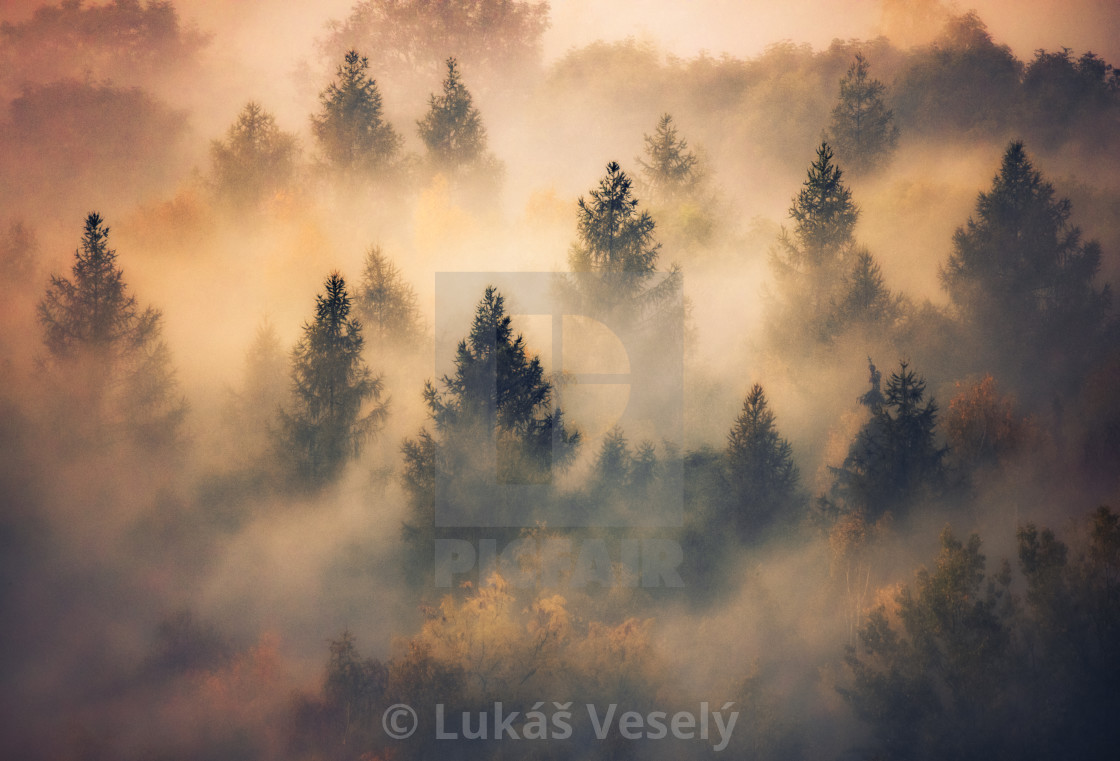 "Misty forest" stock image