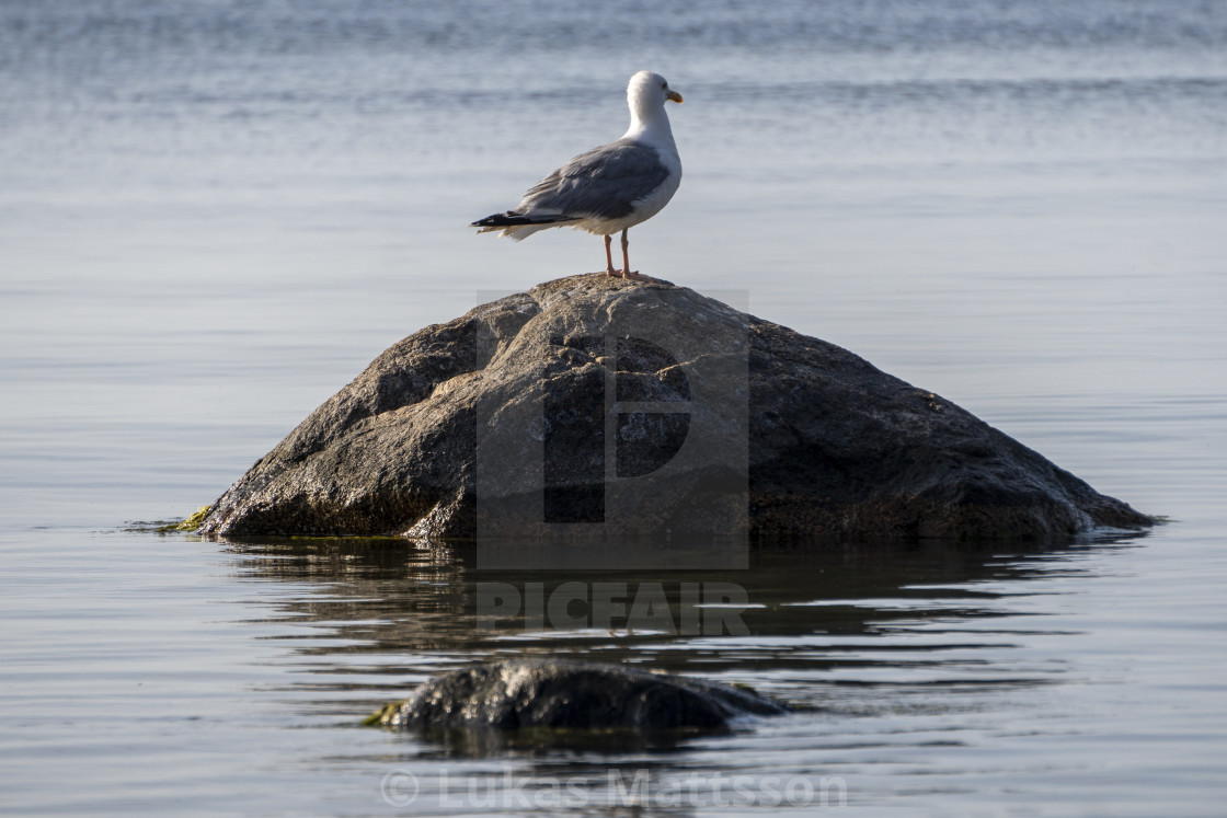 "Bird on a rock" stock image