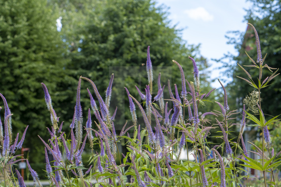 "Purple flowers in park" stock image