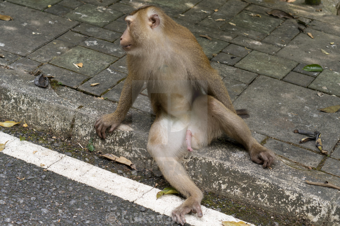 "Macaque having fun" stock image