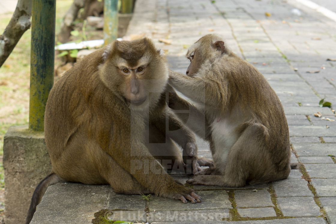 "Macaques" stock image