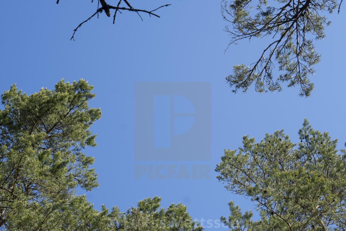 "Blue sky in the woods" stock image