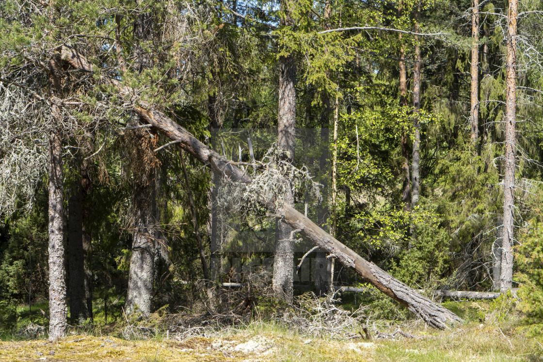 "Fallen tree after storm" stock image