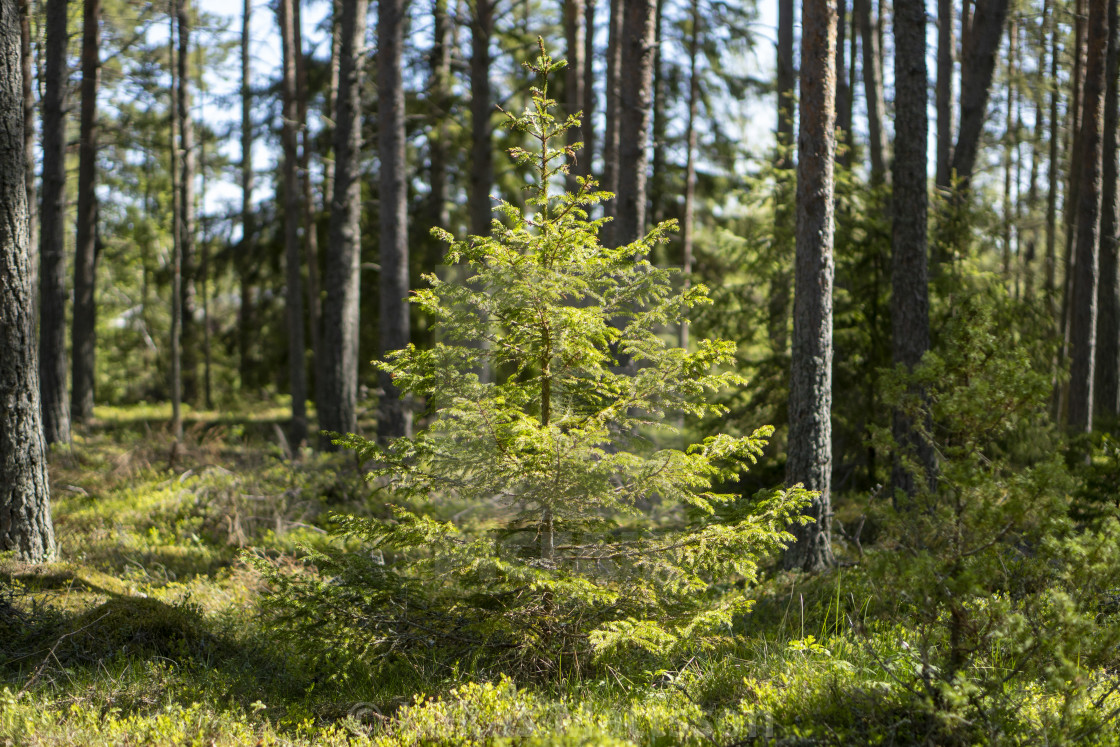 "Ålandsgran" stock image