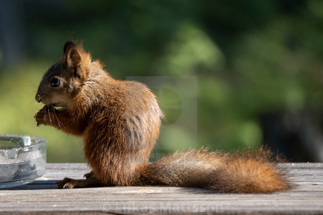 "Squirrel eating" stock image