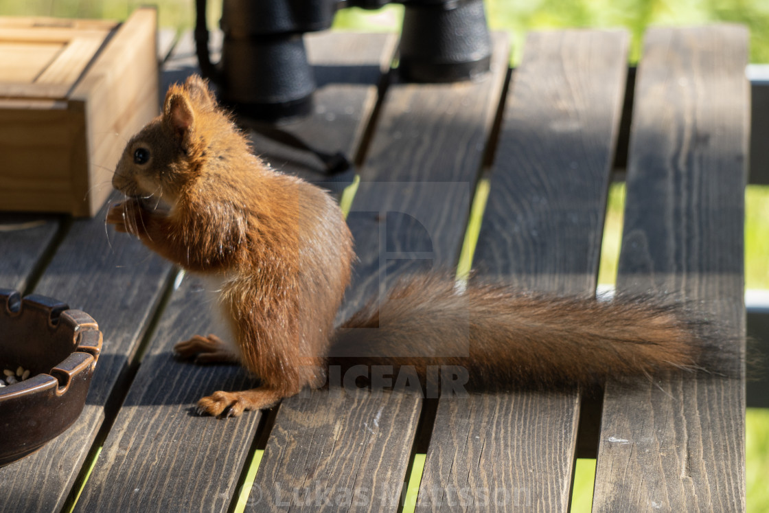 "Squirrel Avery" stock image