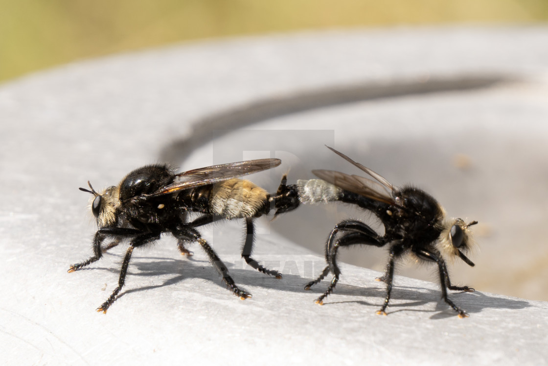 "Laphria flava mating" stock image