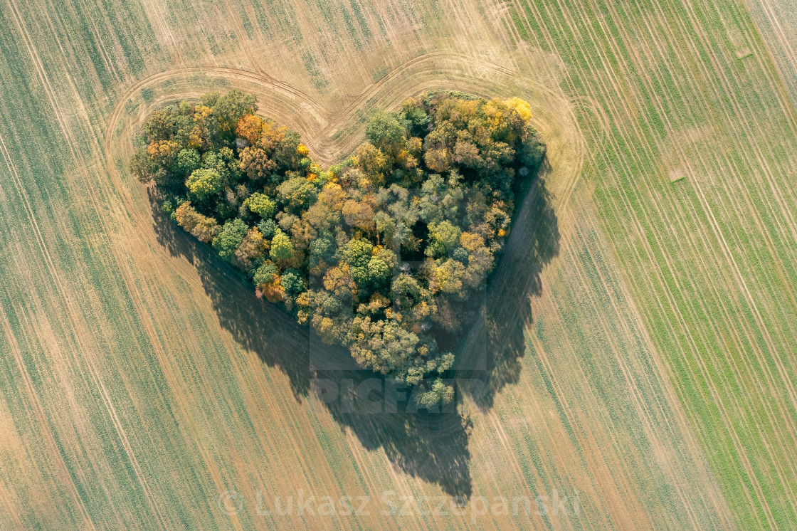 "Heart of a nature, aerial view of autumn heart shaped forest amongst agricultural fields" by Lukasz Szczepanski - $15.93 "Heart of a nature, aerial view of autumn heart shaped forest amongst agricultural fields" stock image
