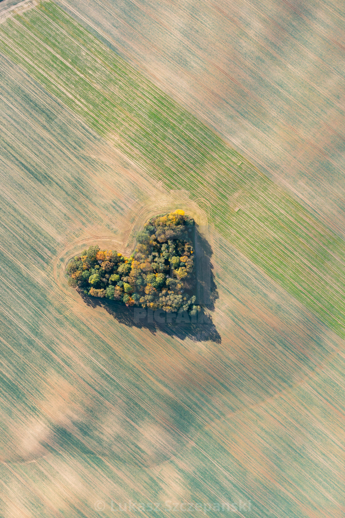 "Heart of a nature, aerial view of autumn heart shaped forest amongst agricultural fields" by Lukasz Szczepanski - $15.93 "Heart of a nature, aerial view of autumn heart shaped forest amongst agricultural fields" stock image