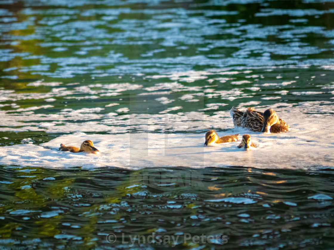 "Duckling playground" by Lyndsay Peters - $15.44 "Duckling playground" stock image
