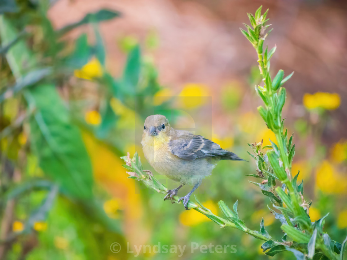 "Sweet Warbler" by Lyndsay Peters - $15.44 "Sweet Warbler" stock image