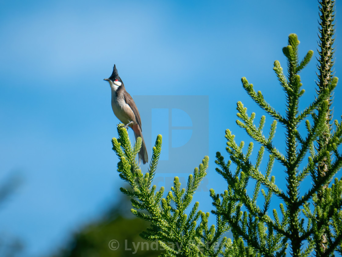 "A Perfect Perch" by Lyndsay Peters - $15.44 "A Perfect Perch" stock image