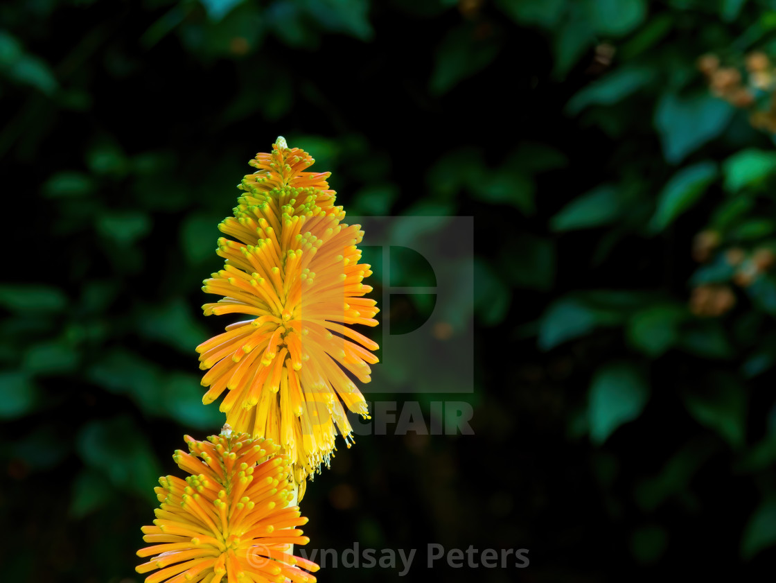 "Garden Firework" by Lyndsay Peters - $15.44 "Garden Firework" stock image