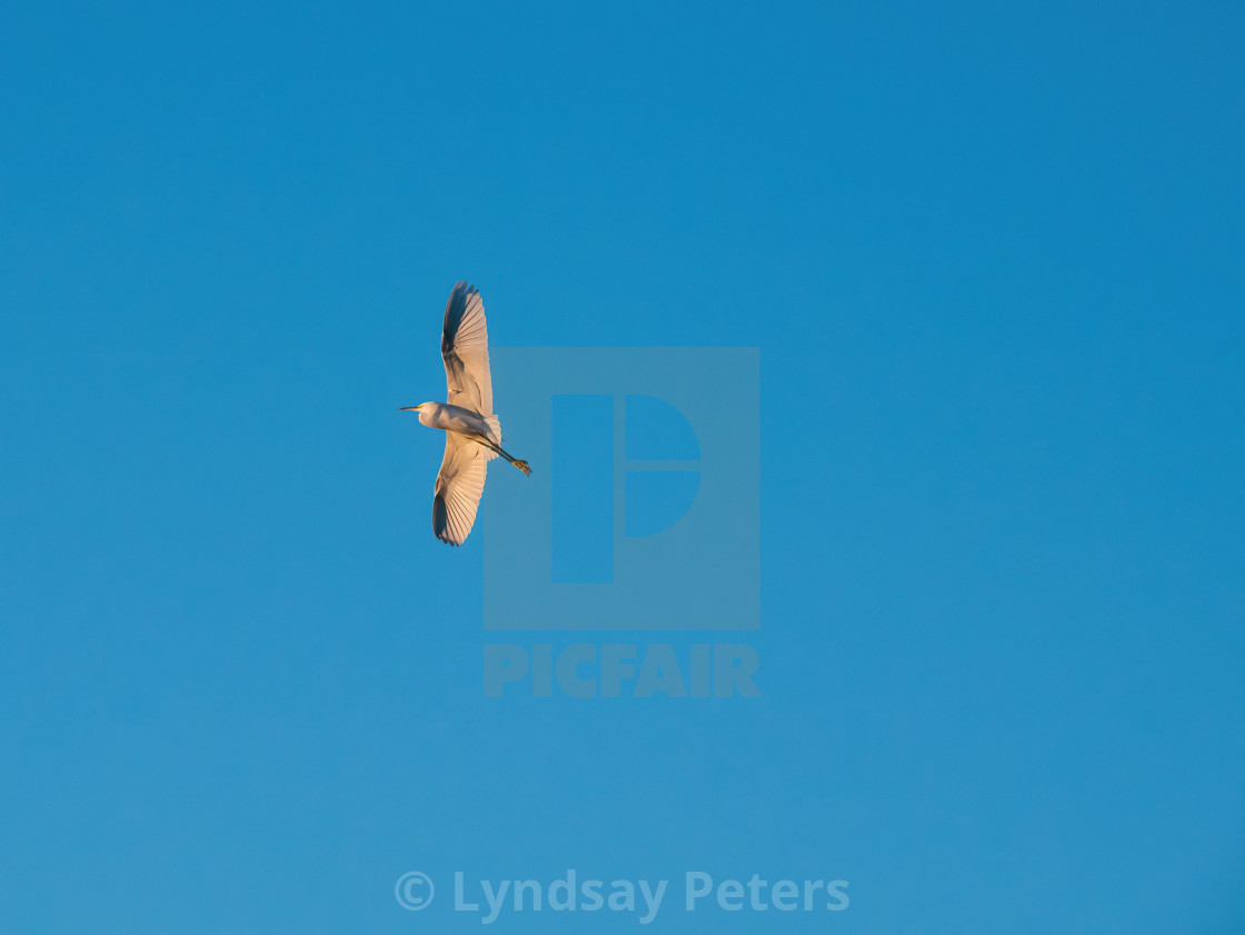 "Morning Reflection" by Lyndsay Peters - $15.44 "Morning Reflection" stock image