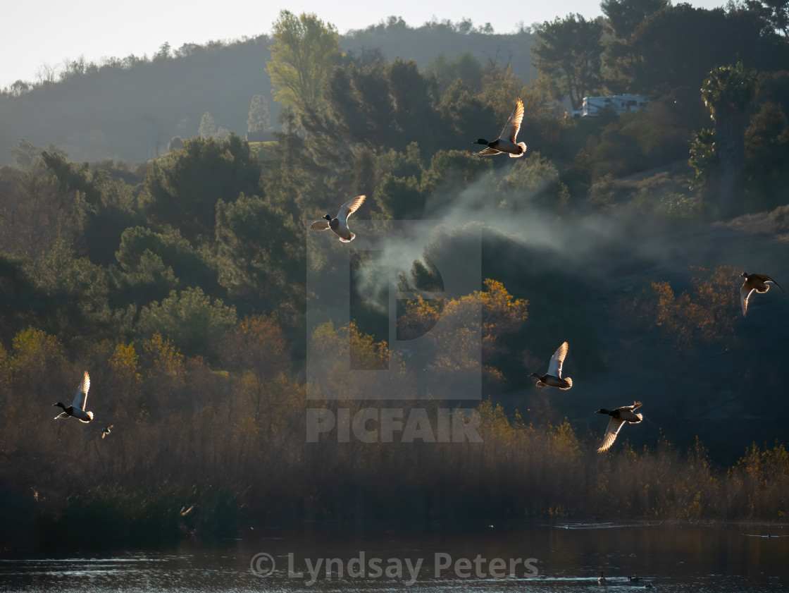 "Ducks off the Lake" by Lyndsay Peters - $15.44 "Ducks off the Lake" stock image