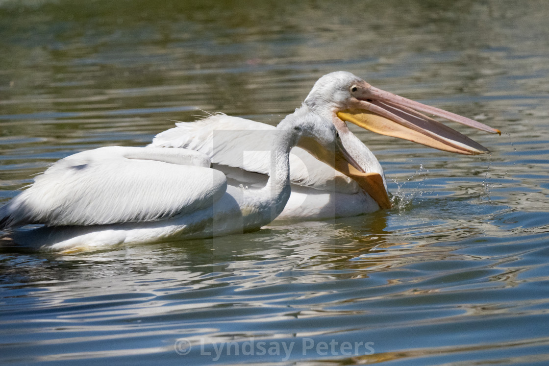 "Cut that Out!" by Lyndsay Peters - $15.44 "Cut that Out!" stock image