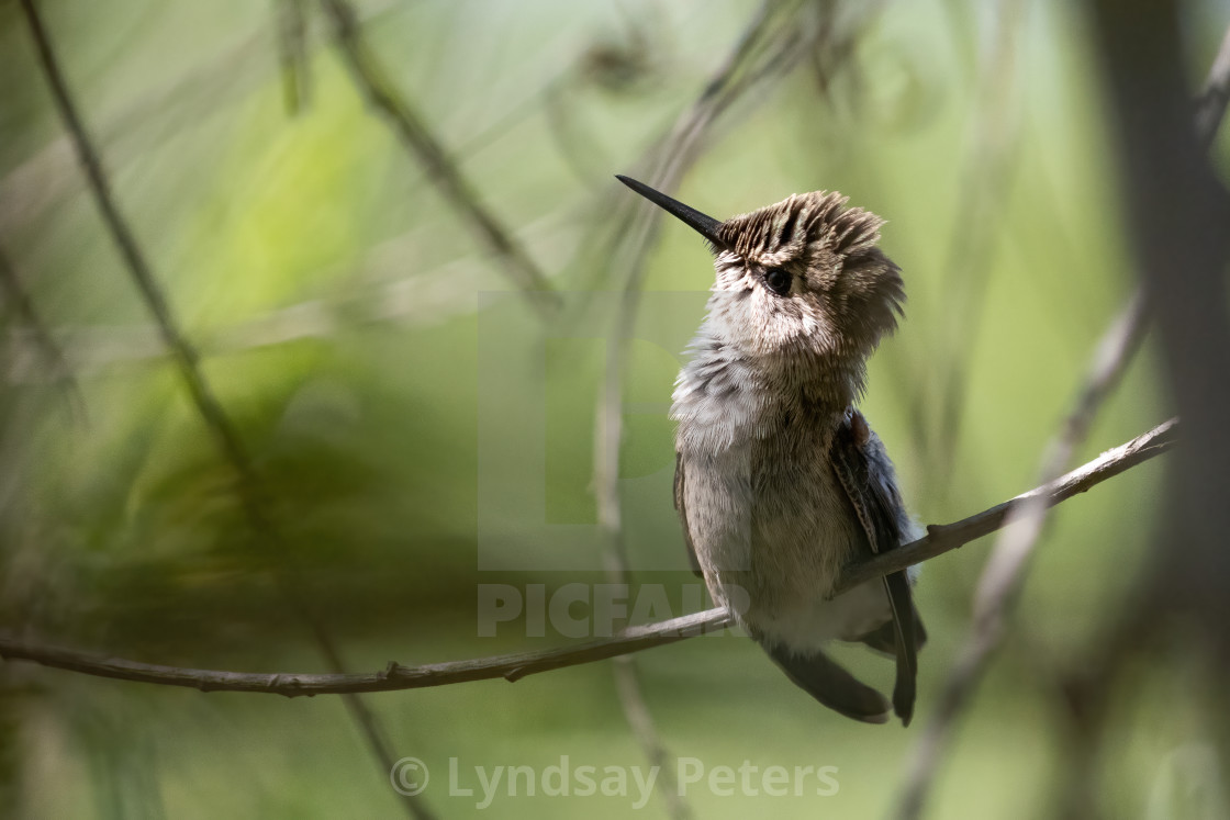 "Watching the skies" by Lyndsay Peters - $15.44 "Watching the skies" stock image