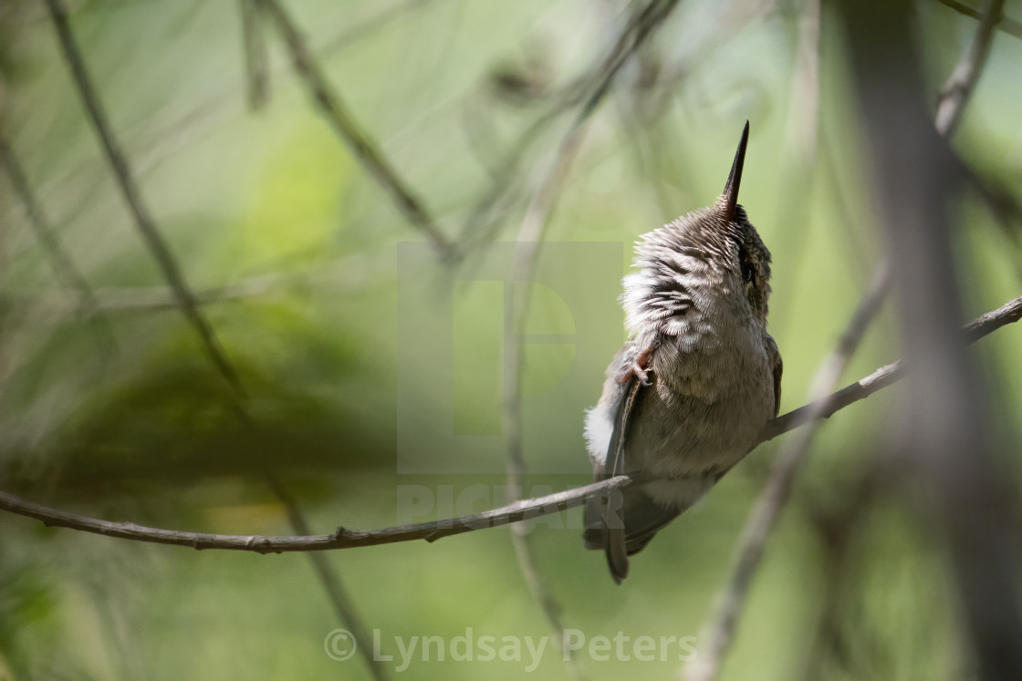 "That's the spot!" by Lyndsay Peters - $15.44 "That's the spot!" stock image
