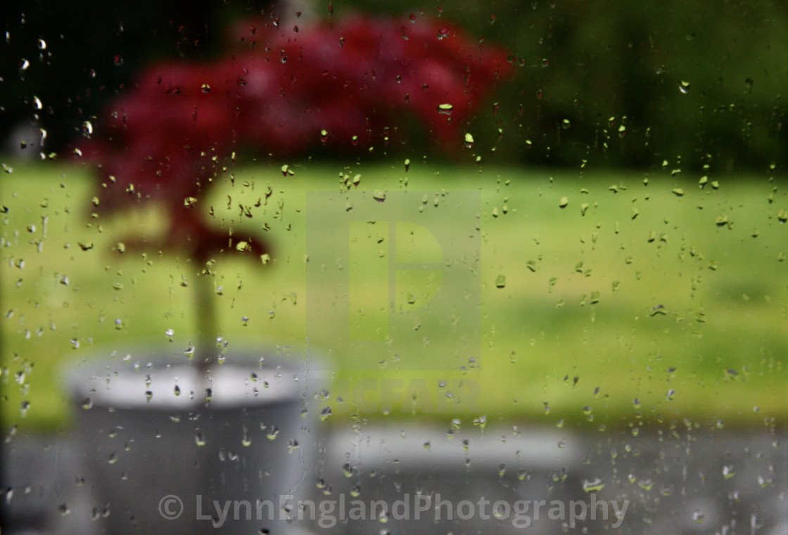 "Rainy lockdown day brightener." stock image