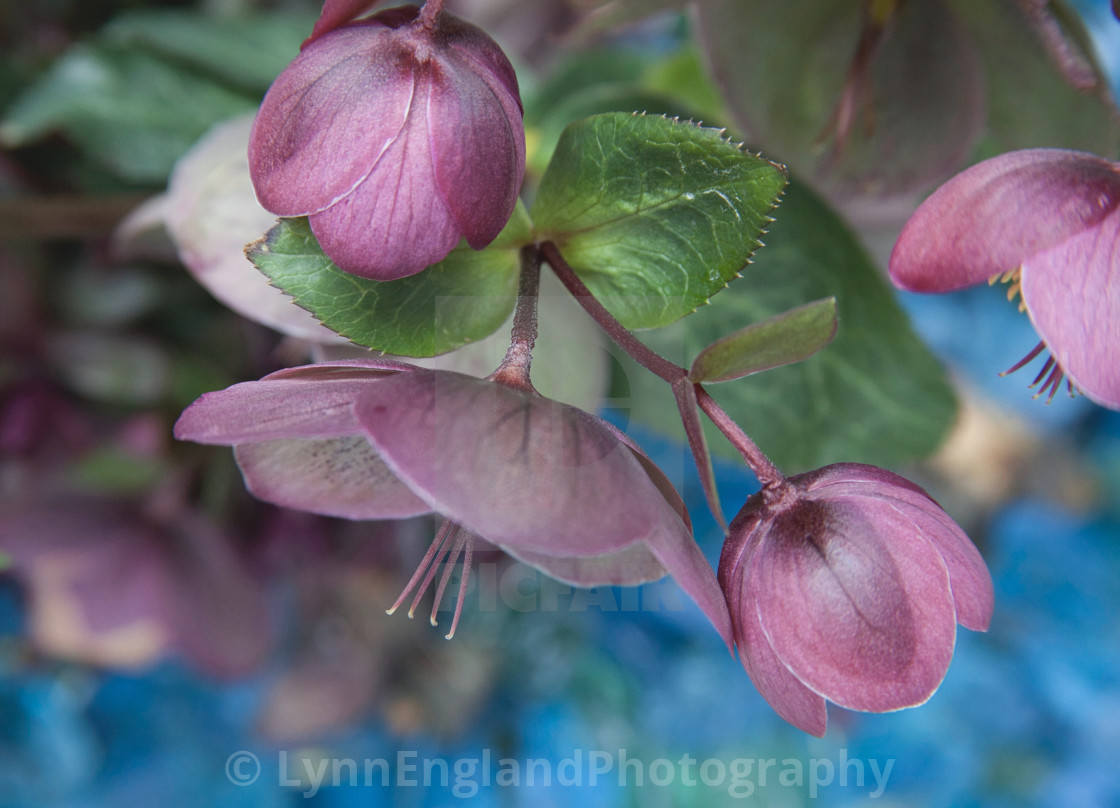 "Gloriously structural hellebores" stock image