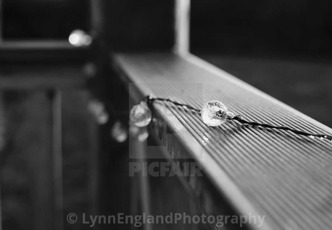 "Winter garden ...monochrome of xmas string lights ." by LynnEnglandPhotography - £7.50 "Winter garden ...monochrome of xmas string lights ." stock image