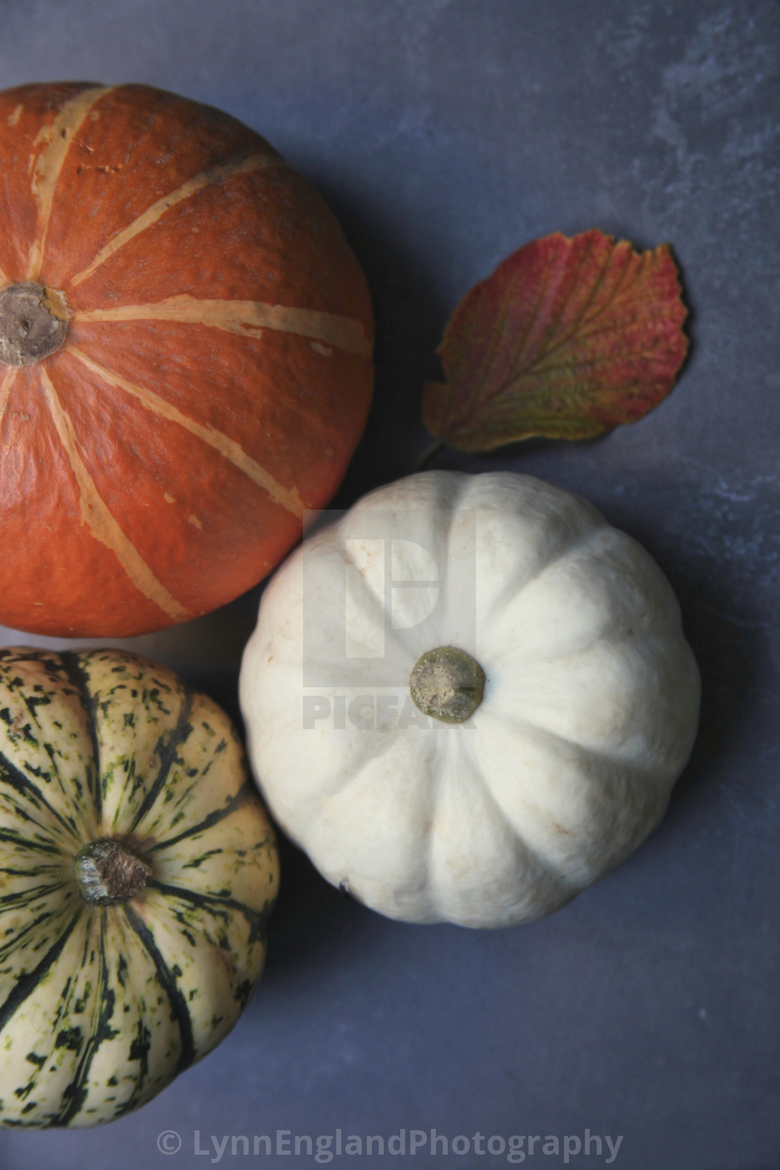 "Pumpkins and squash vertical" stock image