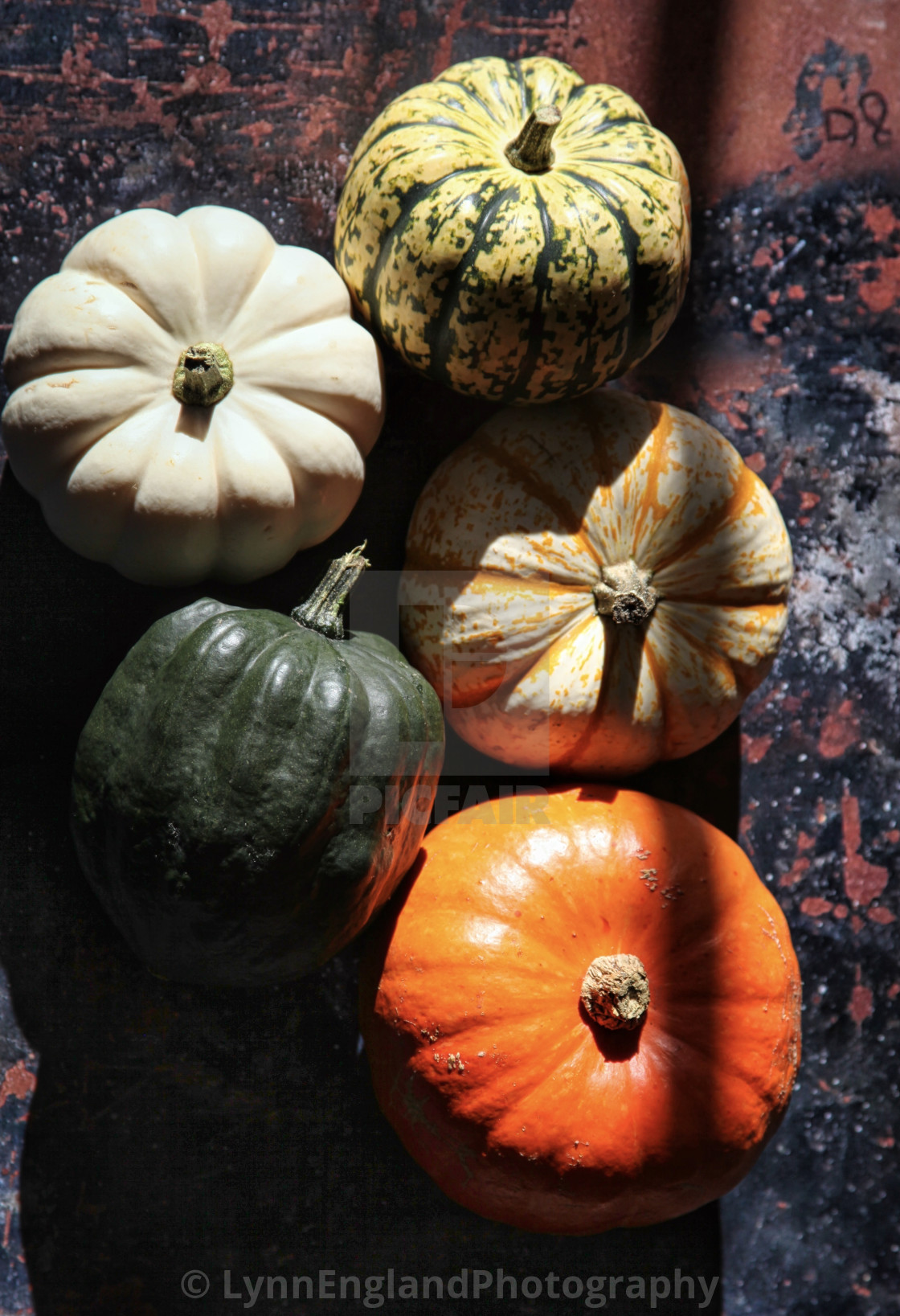 "Pumpkins and squash" stock image