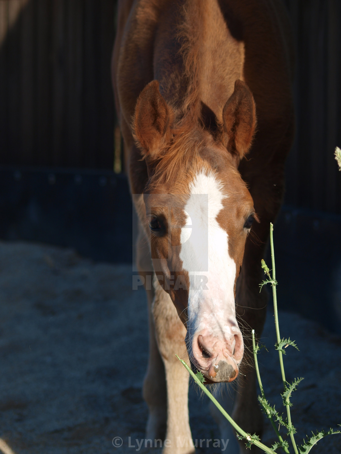 "cheeky Chestnut Sorrel foal Dark Black Background" stock image