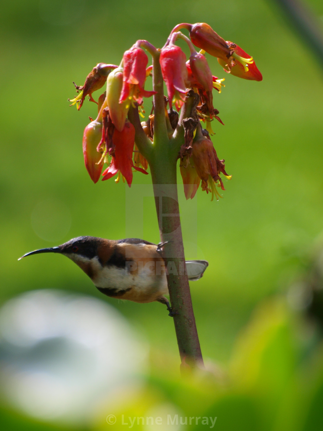 "Australian Eastern Spinebill on plant Cotyledon succulent" stock image