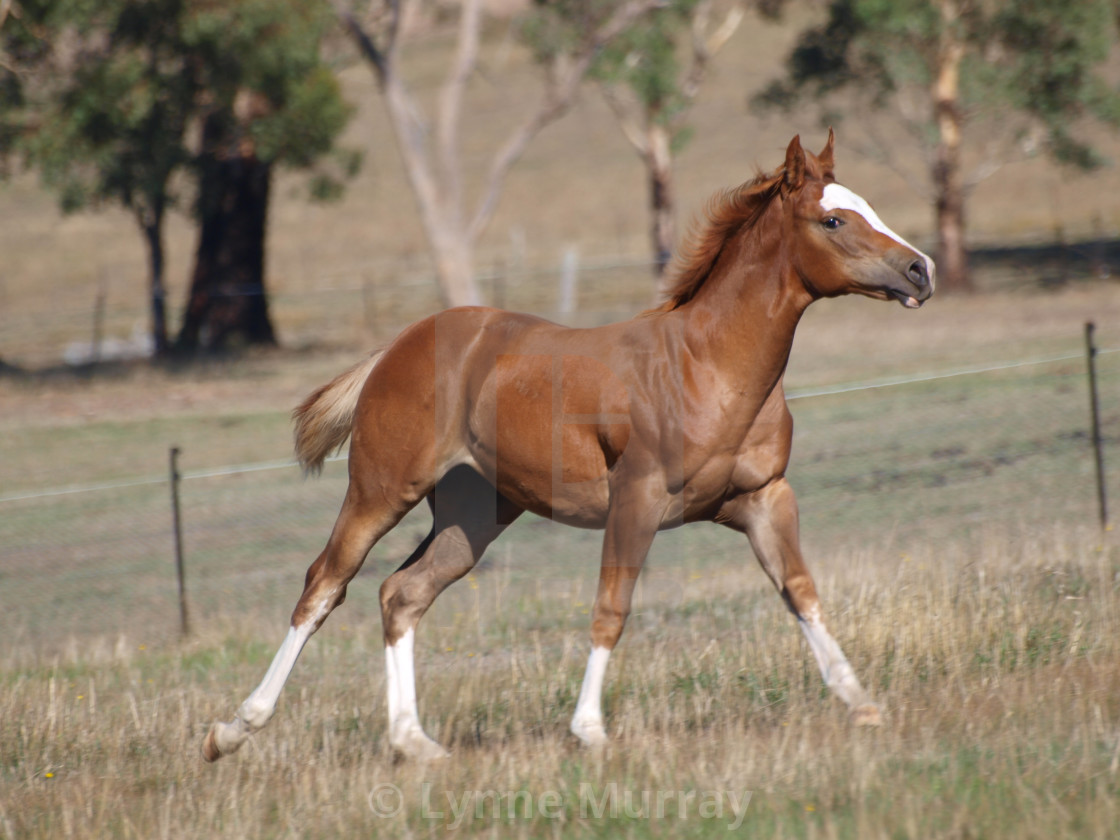 "Yearling foal running in field paddock" stock image