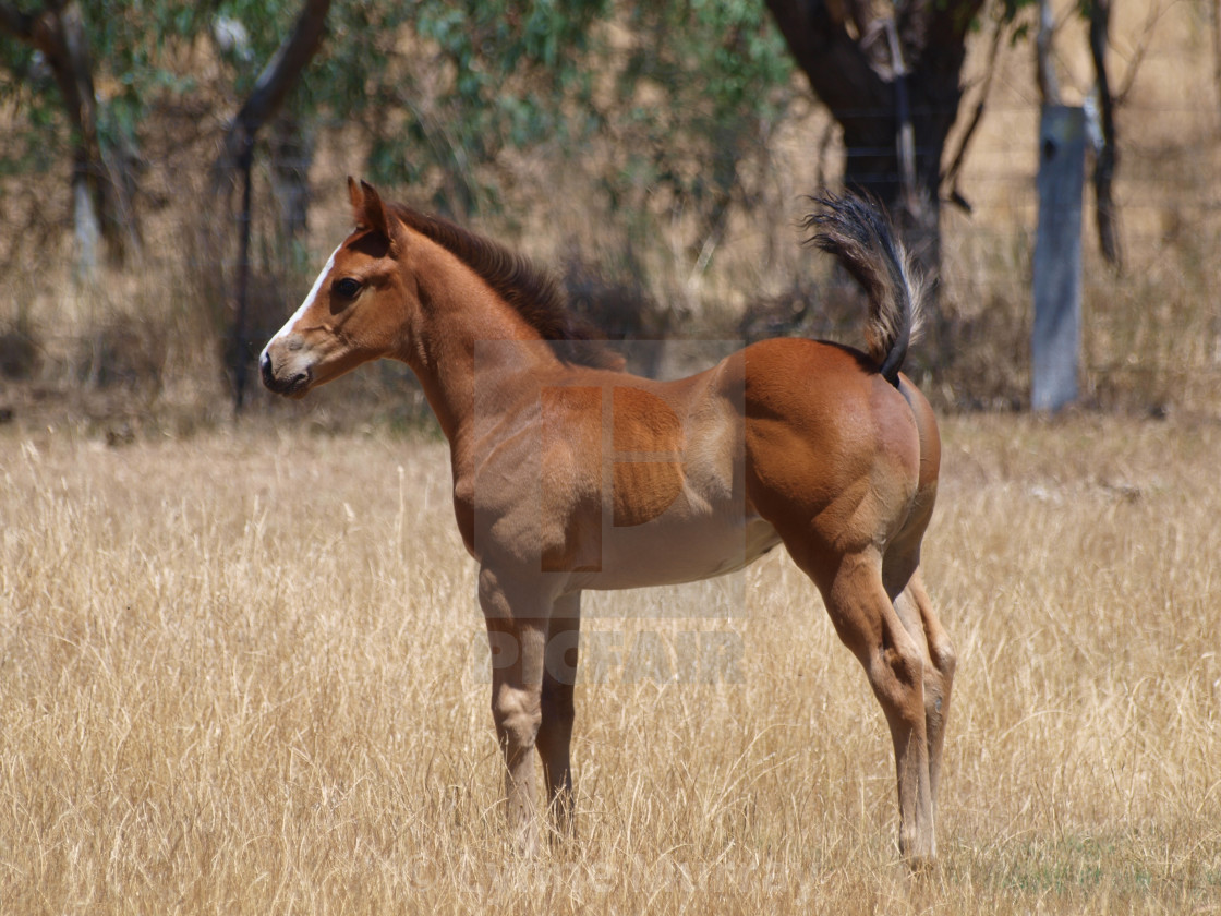 "Stunning proud foal" stock image