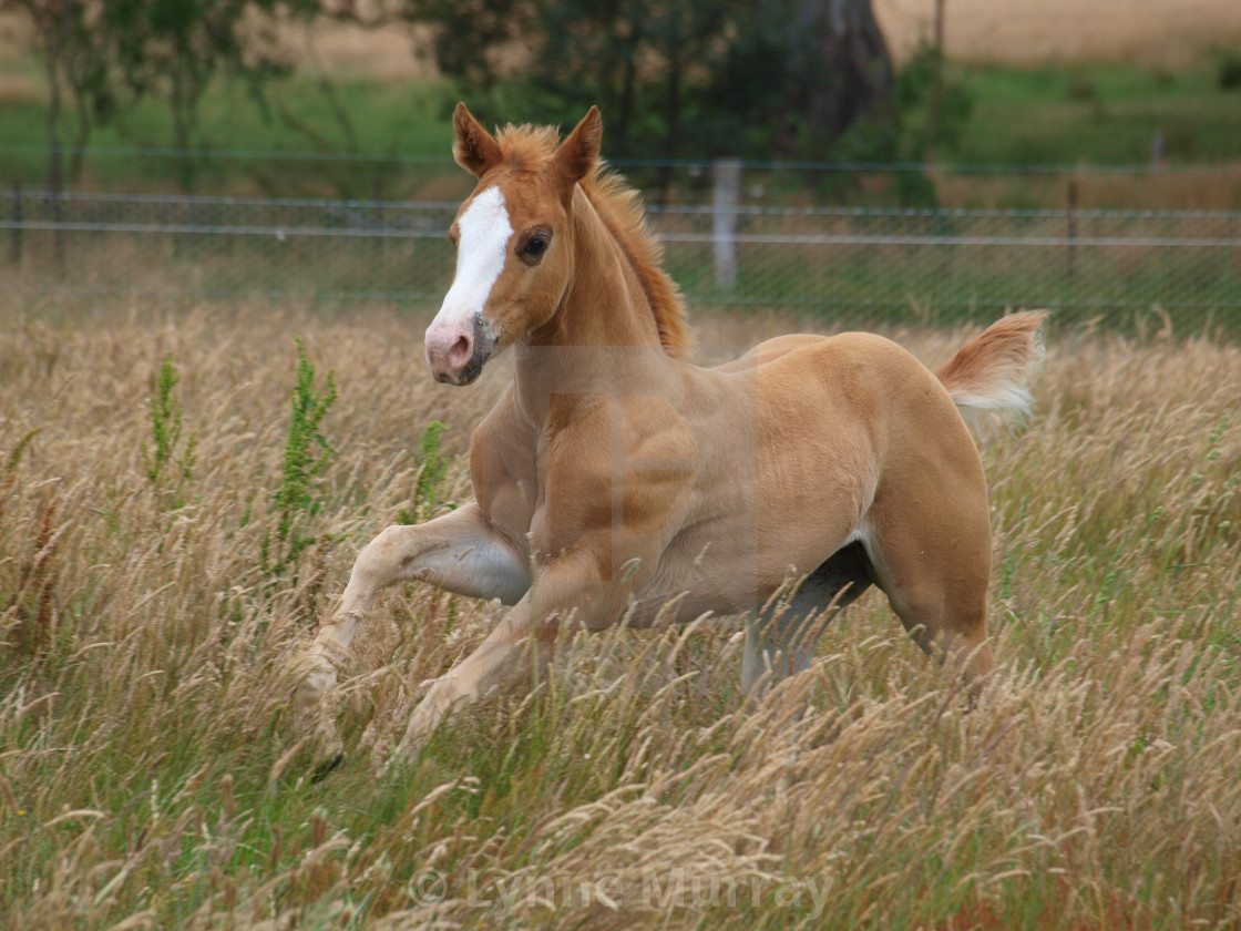 "Foal running through field" stock image