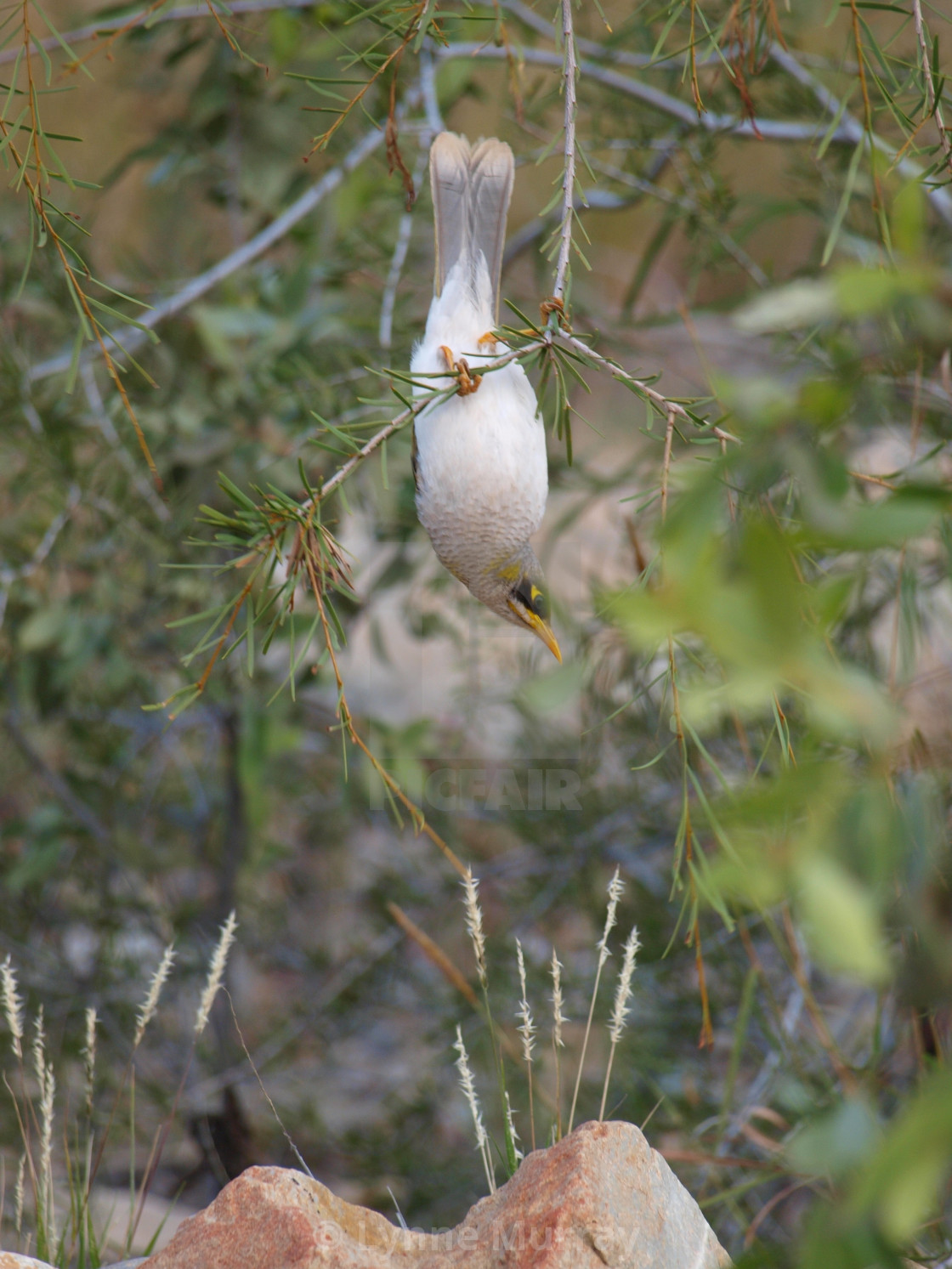 "Northern Territory Bird Noisy minor upside down" stock image