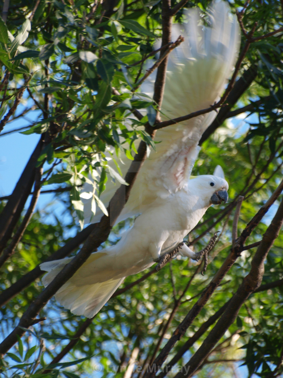 "Yellow Crested Cockatoo" stock image