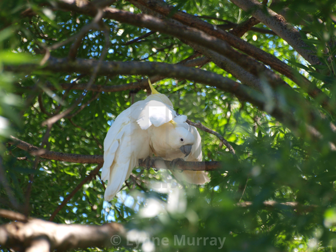 "Yellow Crested Cockatoo" stock image