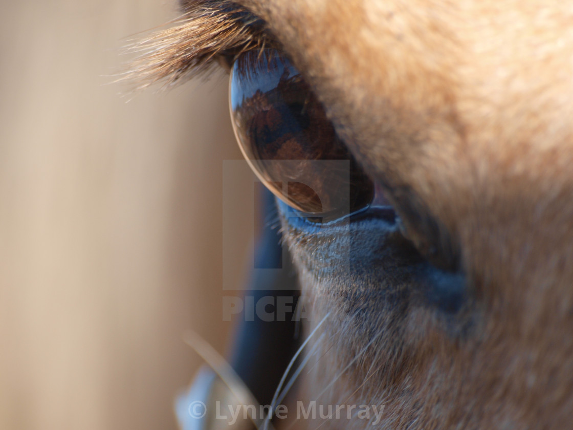 "Horse Eye" stock image