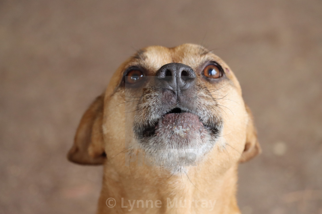 "Chihuahua Dog" stock image