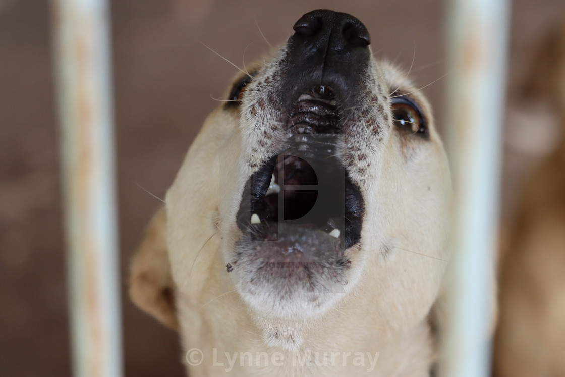 "Chihuahua Dog" stock image