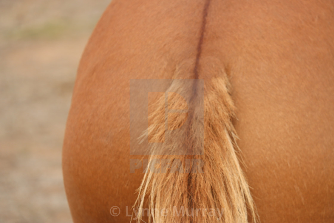 "Mule Primitive Markings" stock image