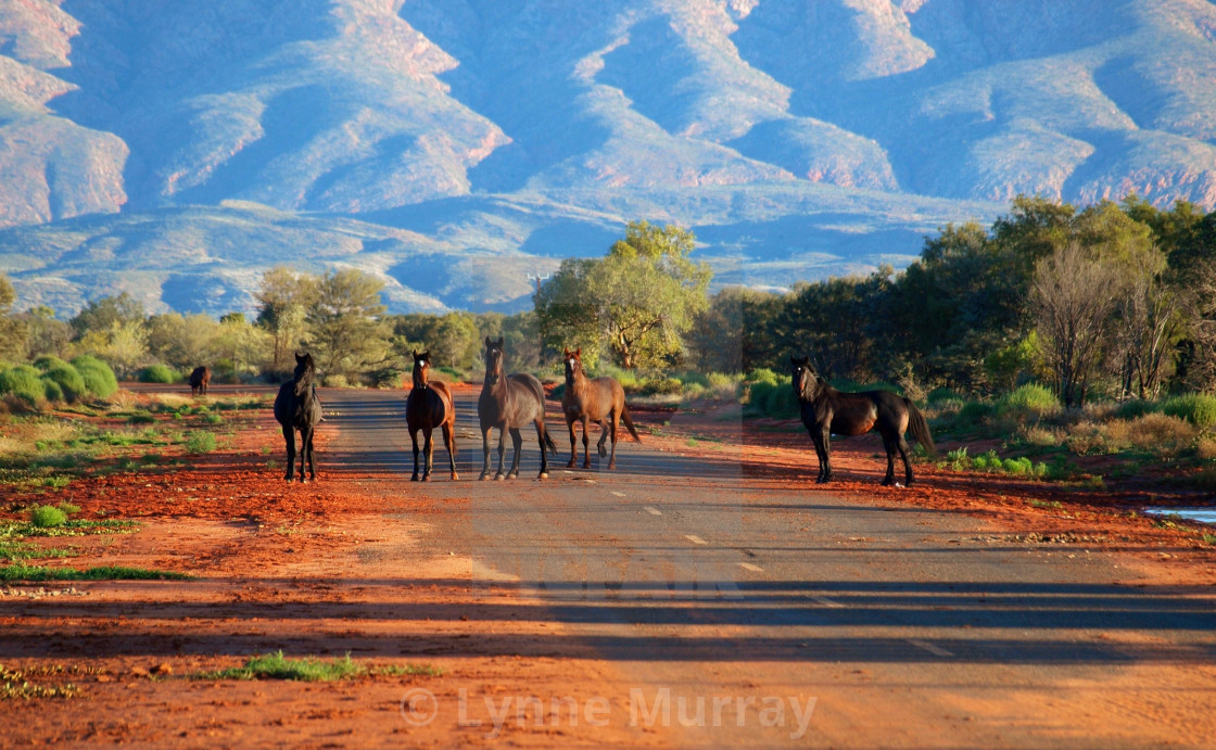 "Australian Northern Territory Brumbies" stock image