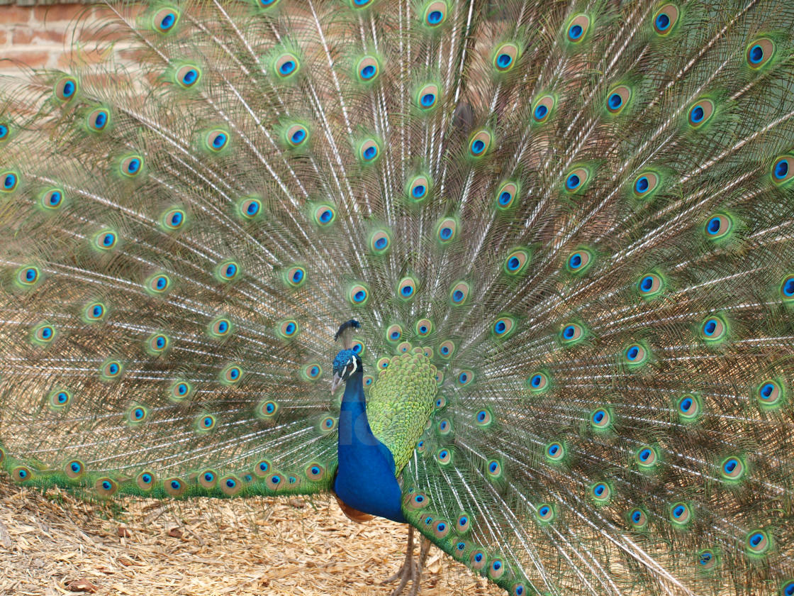 "Happy Peacock" stock image