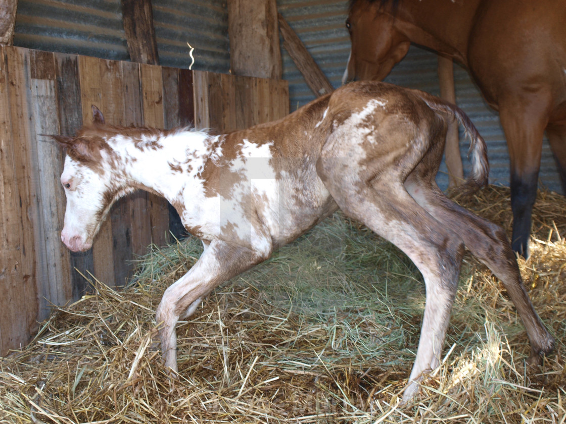 "New Born Foal" stock image